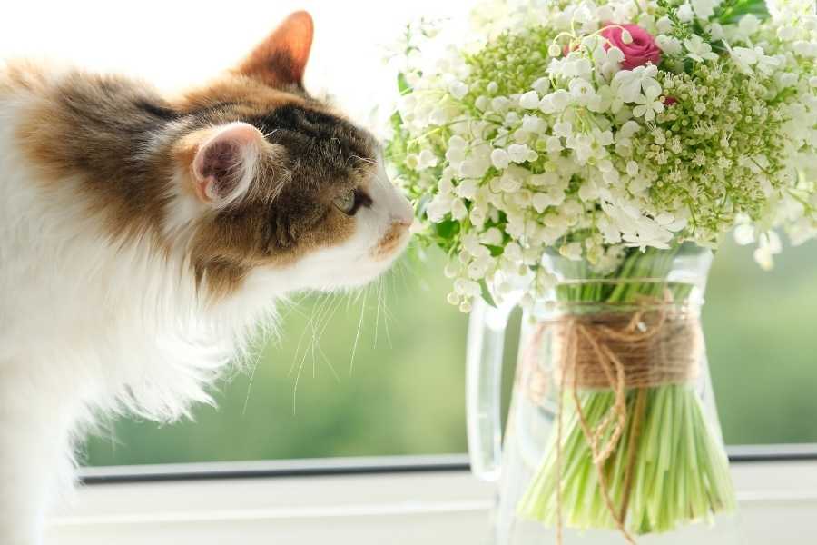 herbs and plants can be used to keep away kitties from your garden 
