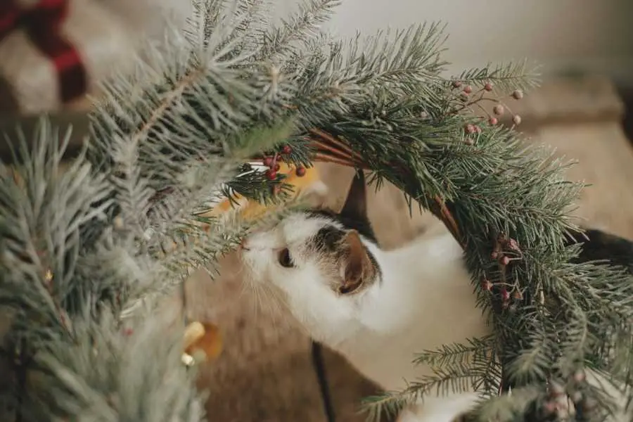The smell of pine that cat may not enjoy