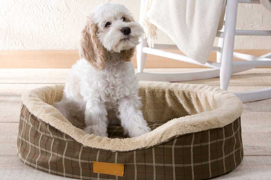 What to Look For in a Hypoallergenic Dog Bed?