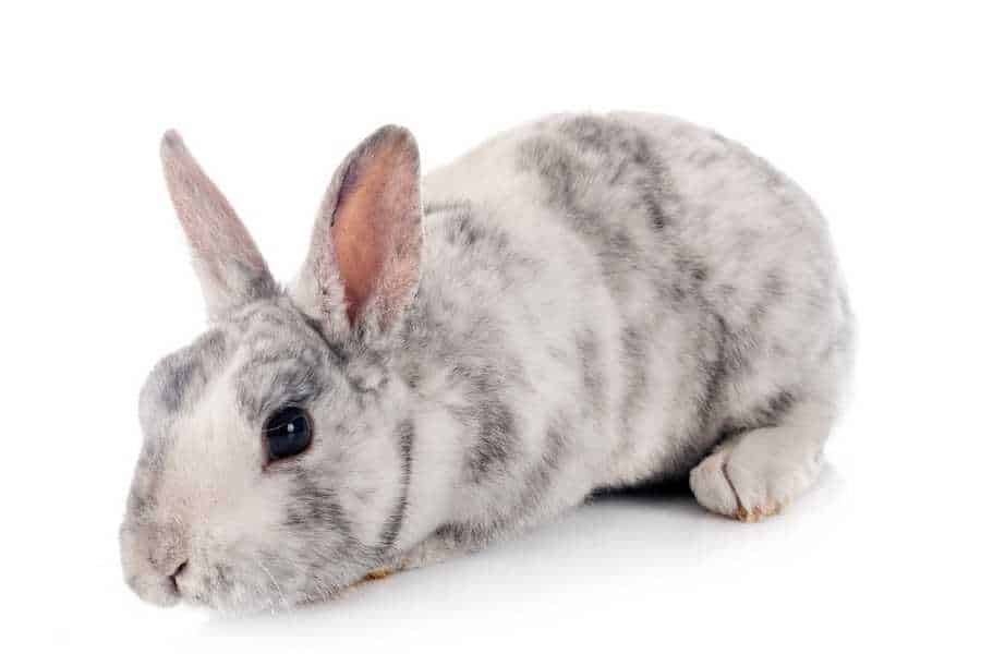 Mini Rexes rabbit