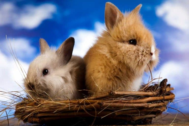 Which Types Of Rabbit Pets Are Best To Care For?