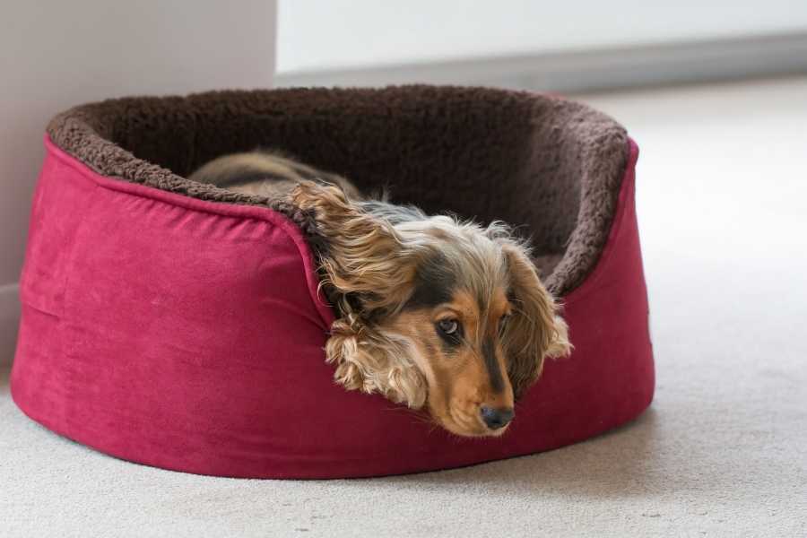 Is the Hypoallergenic Dog Bed Durable?