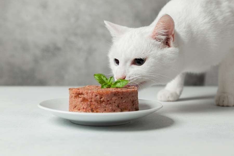 Cat eats food