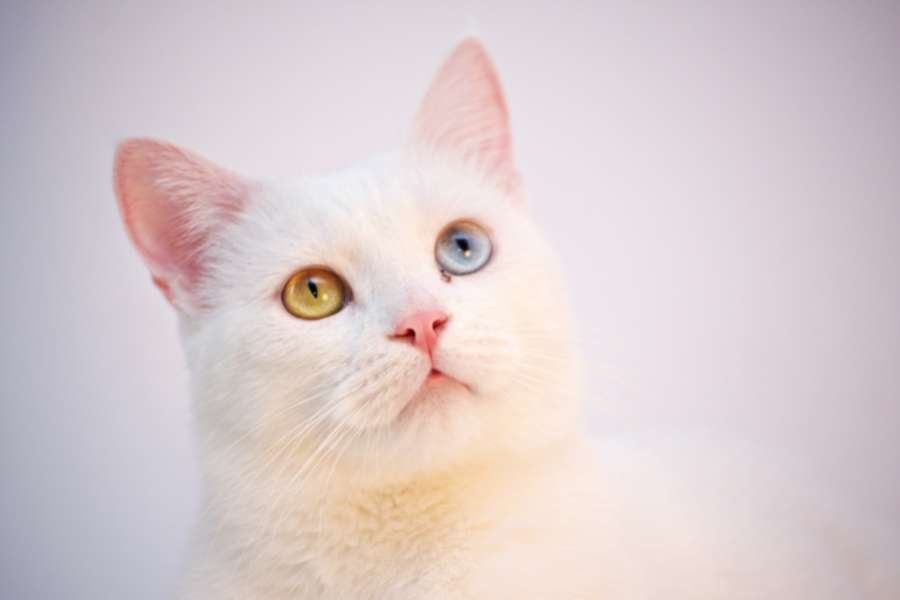 Cat with different eye color