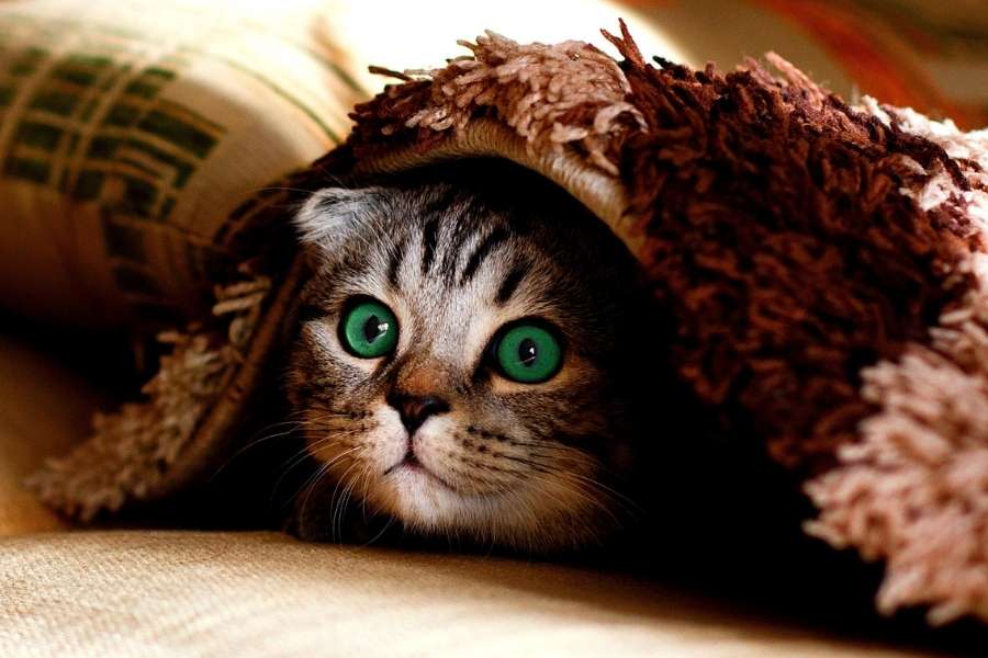 Cat is hidding under blanket