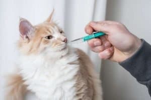 Image showcasing Top Cats Asthma Home Remedies, What Are Your Options?