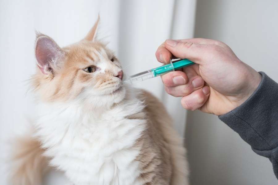 Cat takes medication