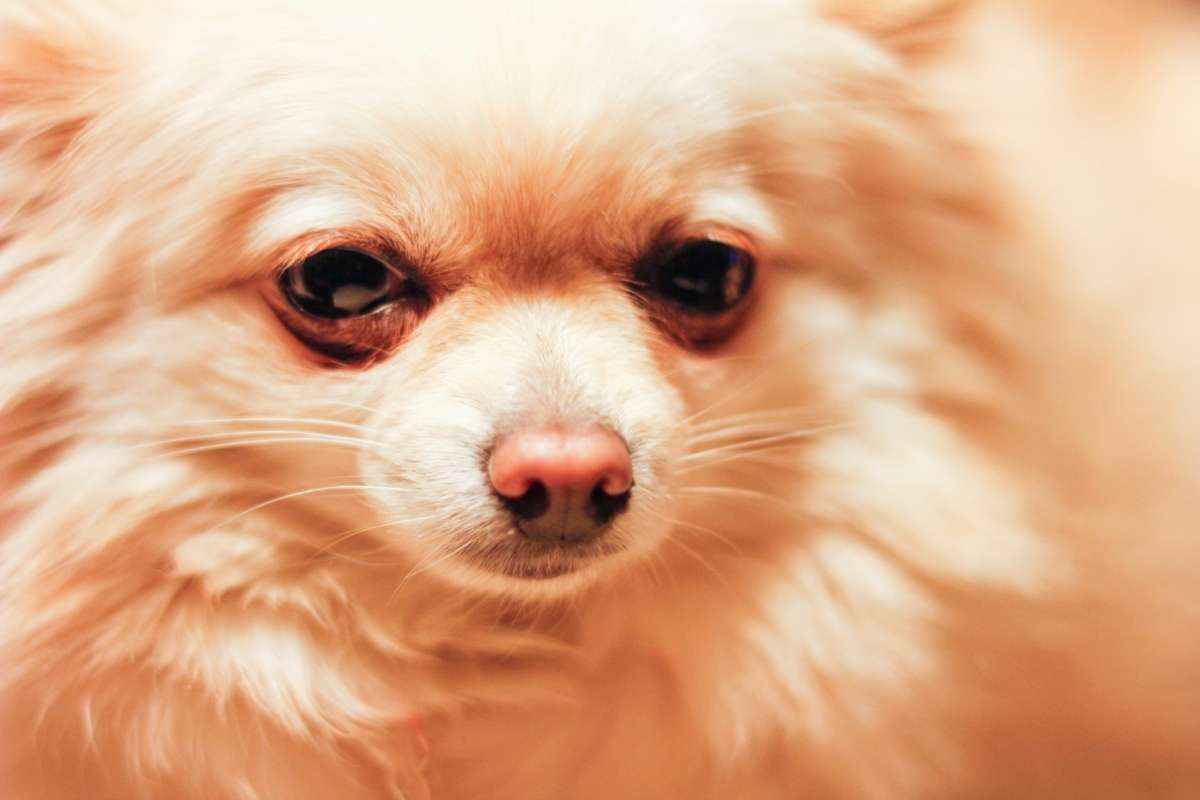 Chihuahua Mix With Pomeranian