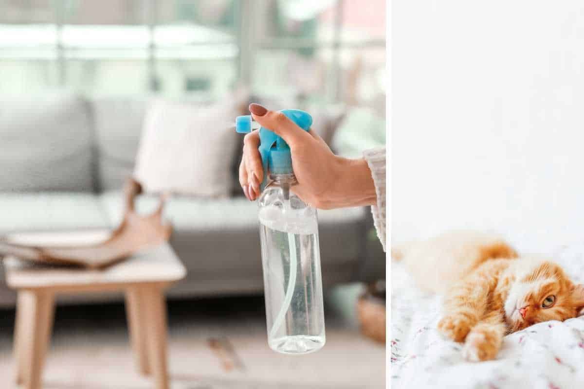 Air Freshener For Cats