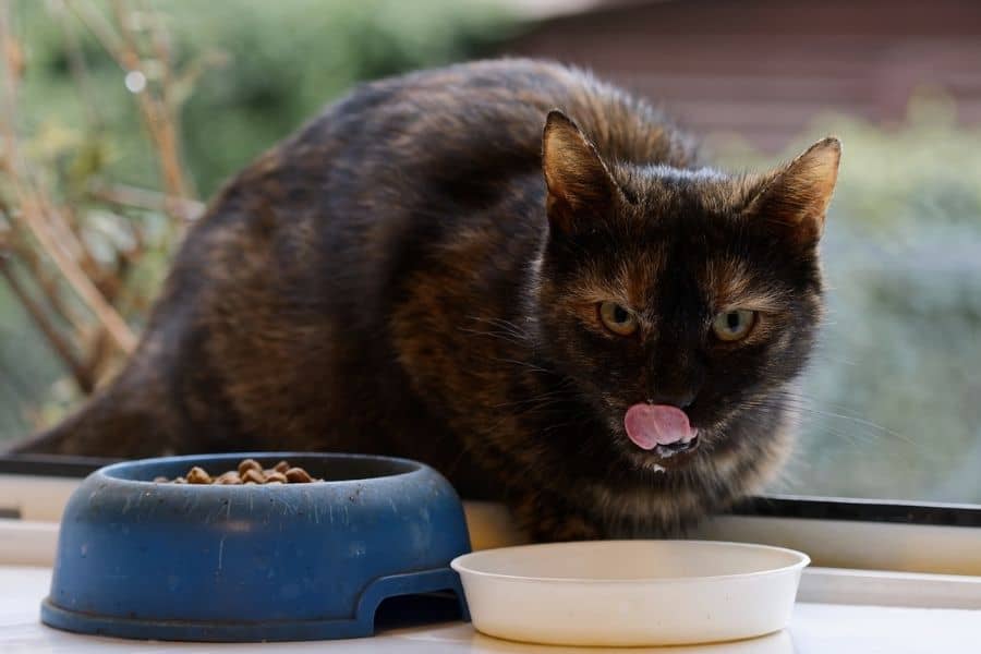 Cat drinks water