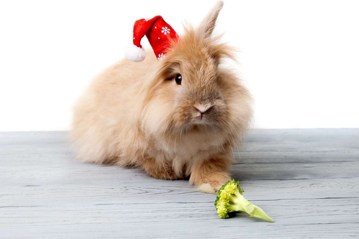 Rabbit eats broccoli
