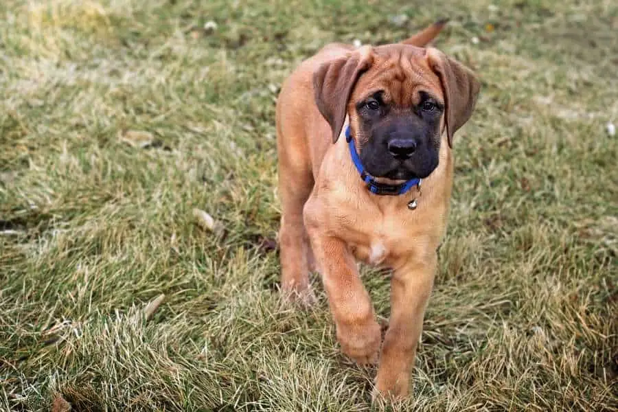 mastiff puppy in the park