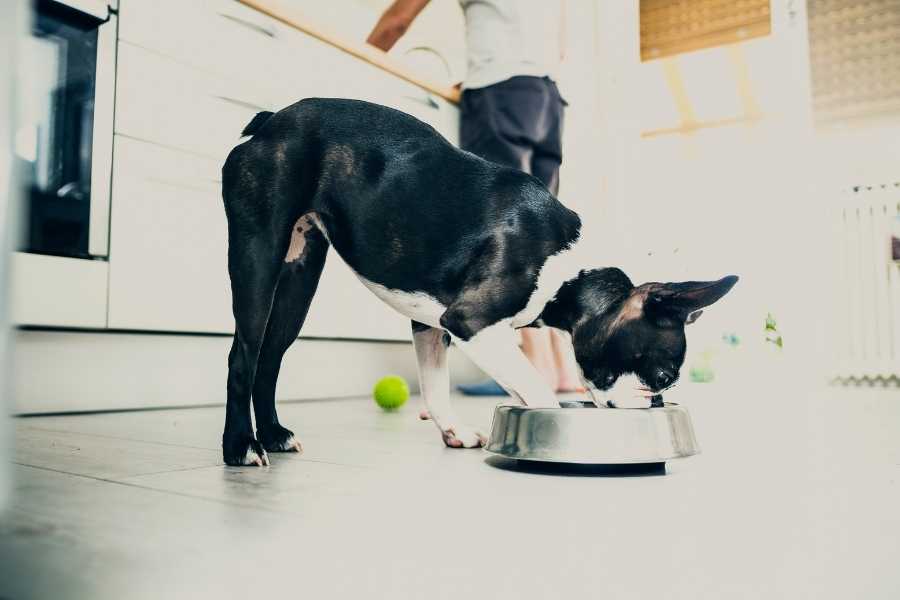 best food for Boston Terrier