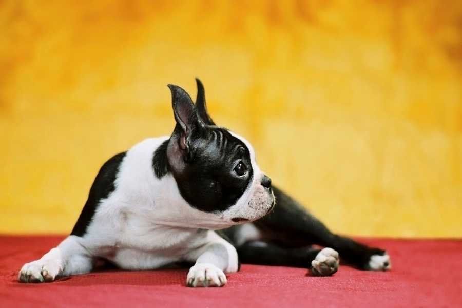 what food are Boston Terriers allergic to