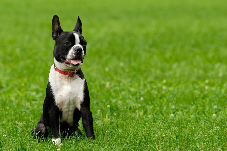 Boston Terrier