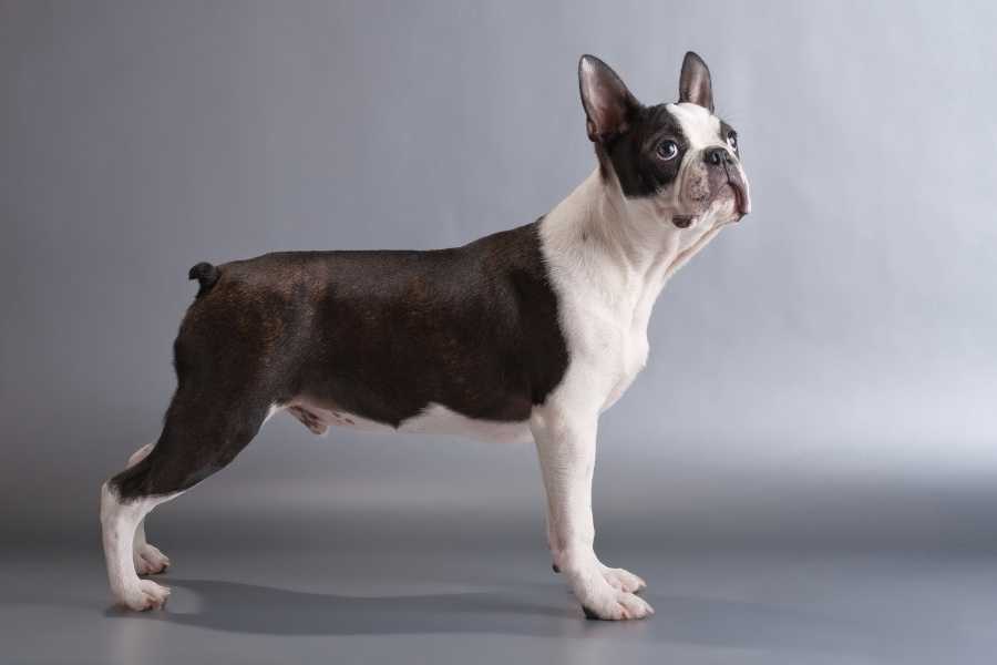 what is a special diet for Boston terriers