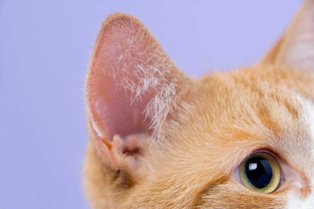 Cat's Hot Ear