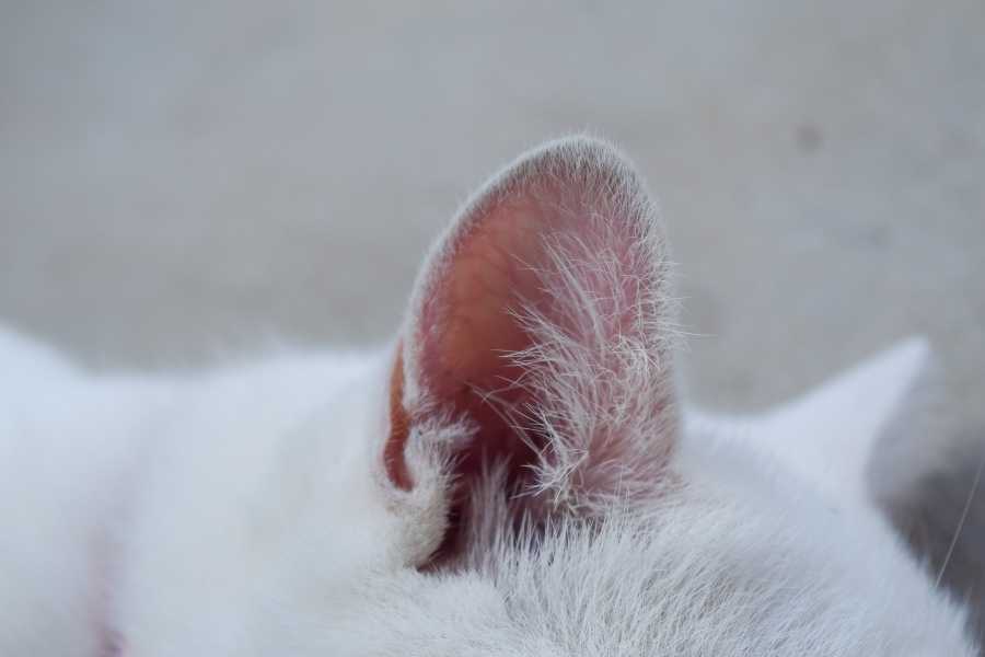 Cat Is Battling an Ear Infection