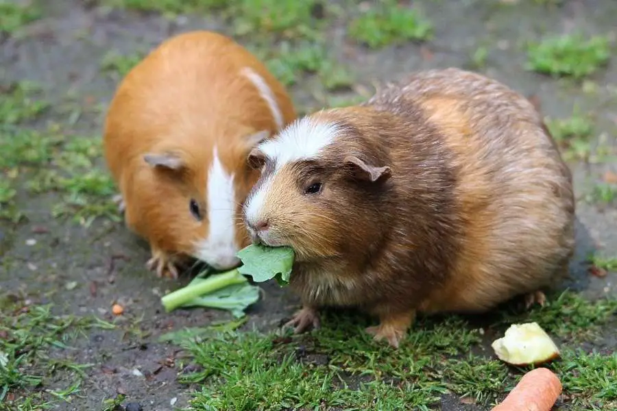 guinea pigs eat leafy greens
