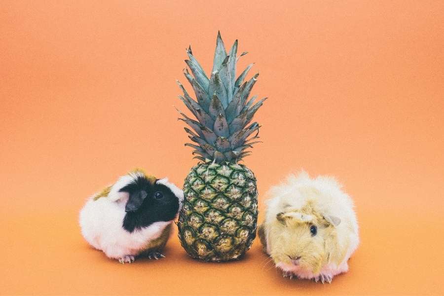 guinea pigs with pineapple