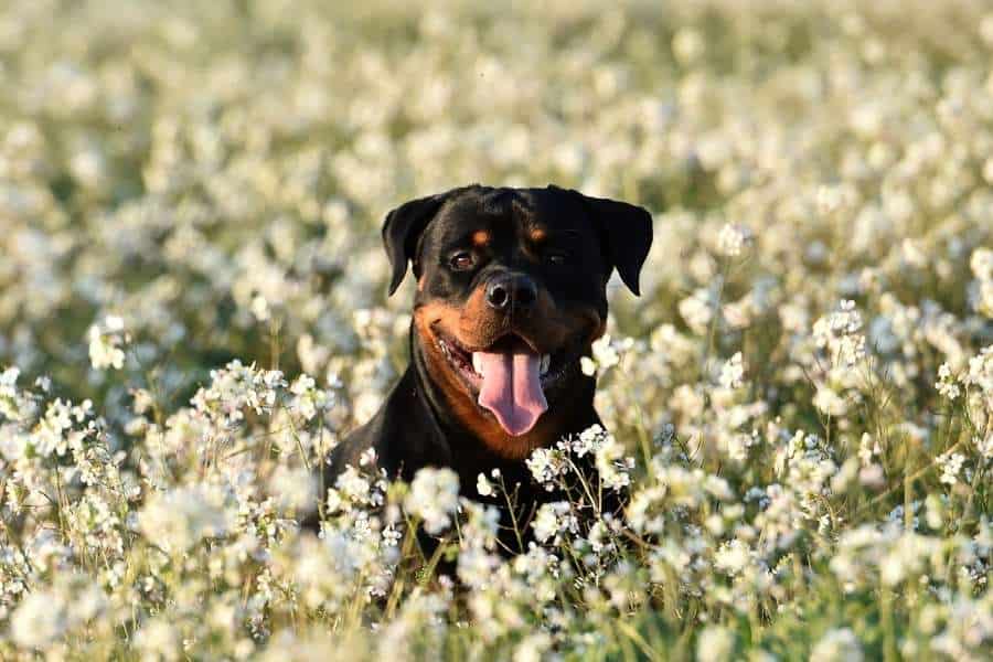 miniature rottweiler (1)