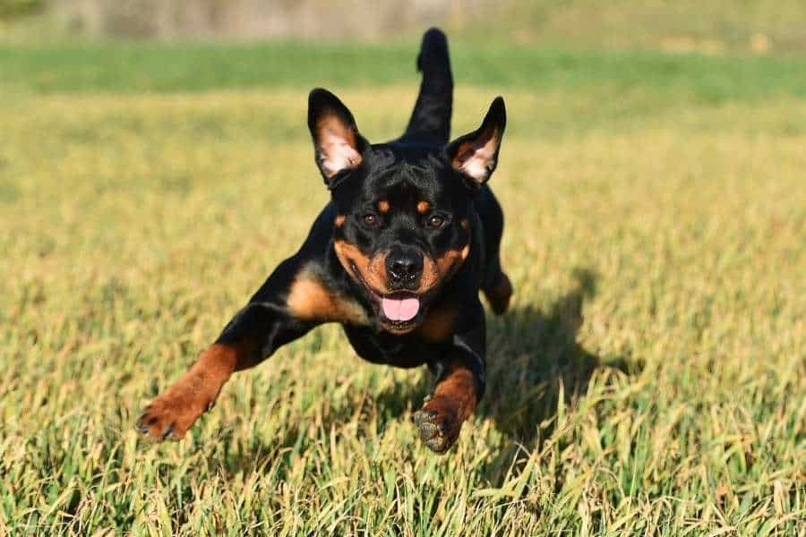 miniature rottweiler is runing in a park