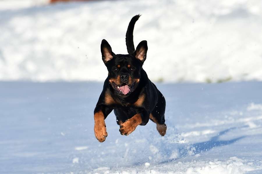 miniature rottweiler is running on snow