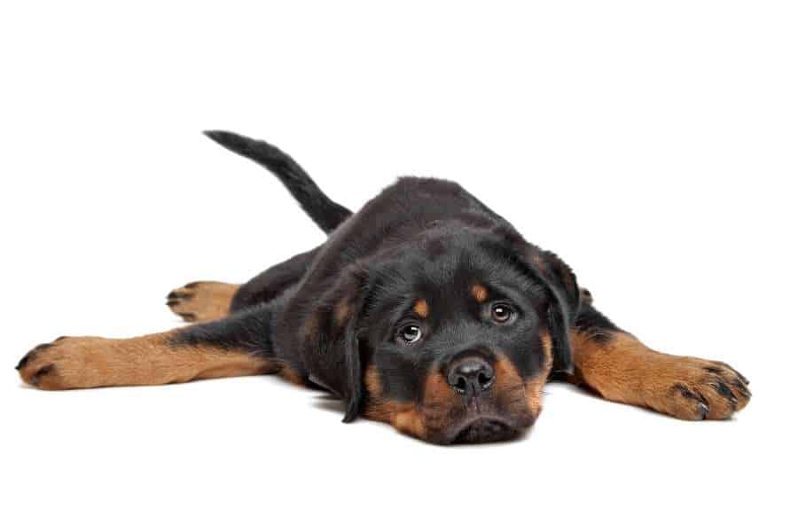 miniature rottweiler laying down