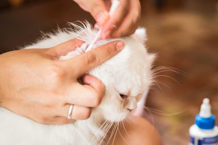 take care of cats ears