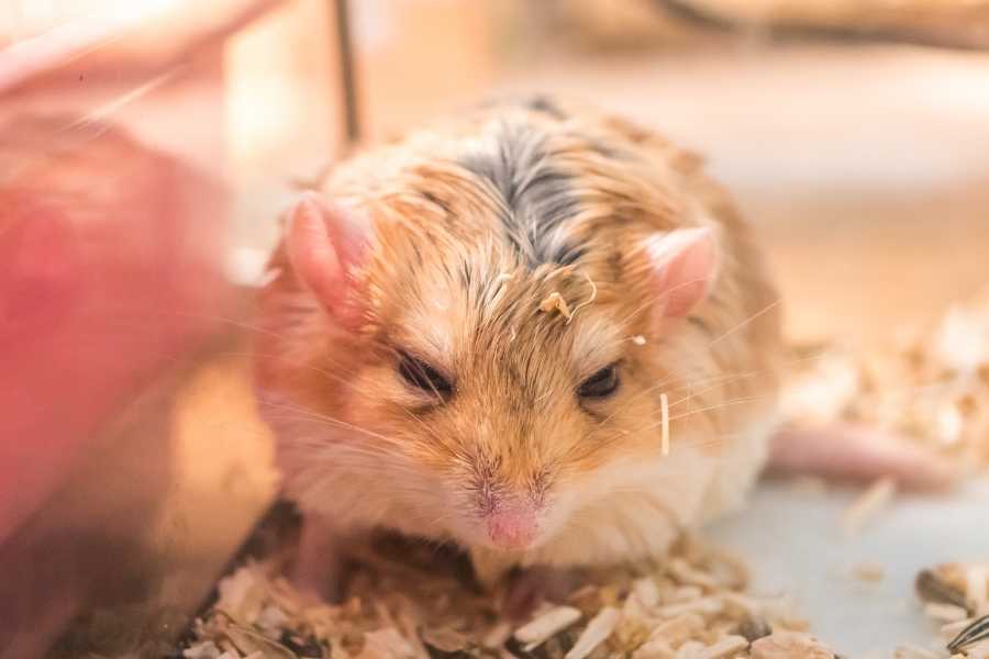 baby hamster