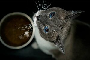 best food for siamese cats
