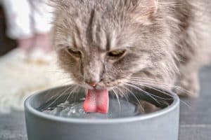 best water bowls for cats