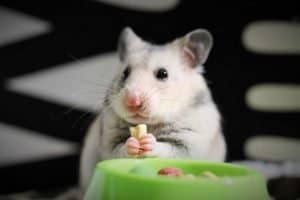 Hamster eats avocado