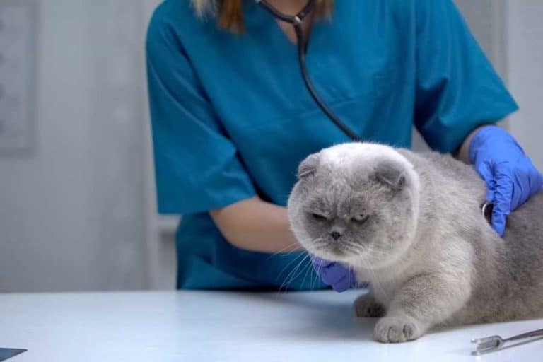 Cat Coughing What Causes And How To Help Your Cat