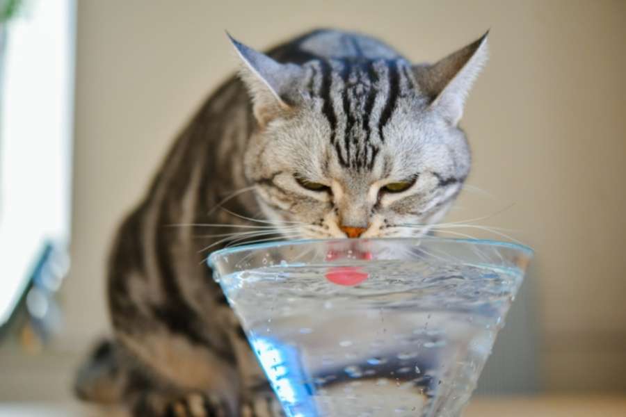 cat drinks water from glass bowl
