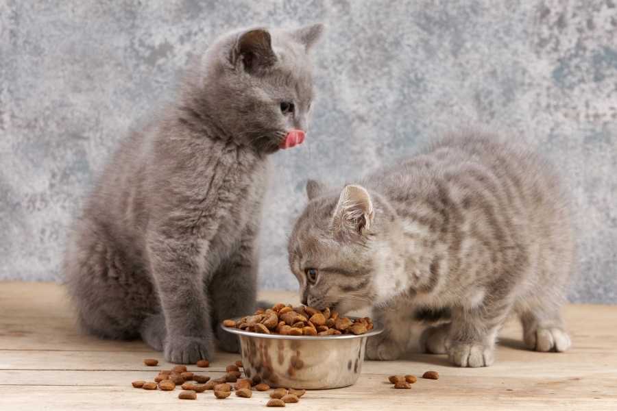 cat dry food