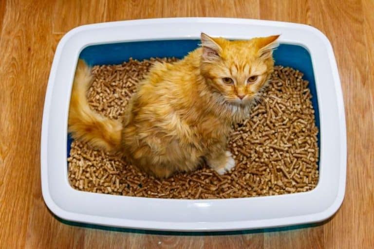 Best Litter For Asthmatic Cats 5 AsthmaFriendly Options