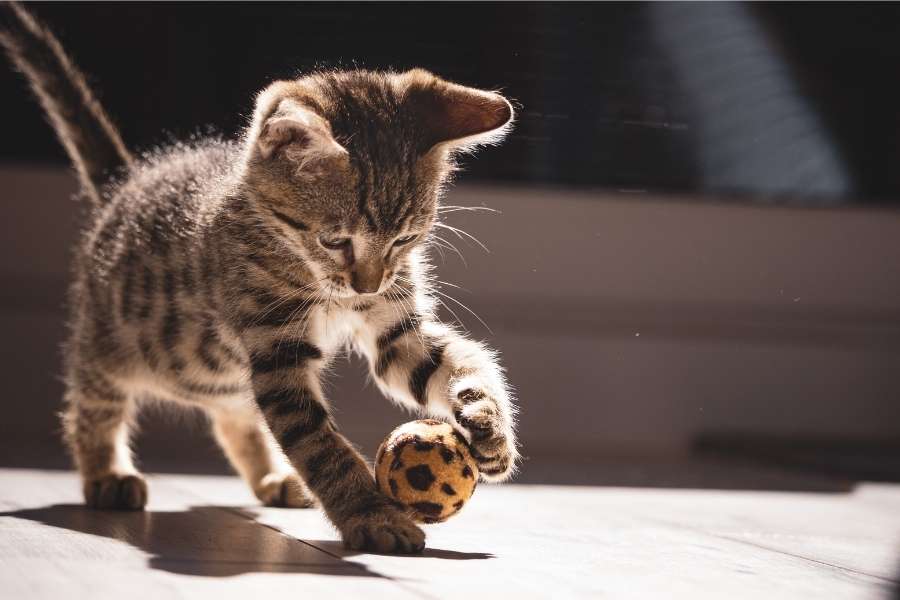 cat is playing with ball