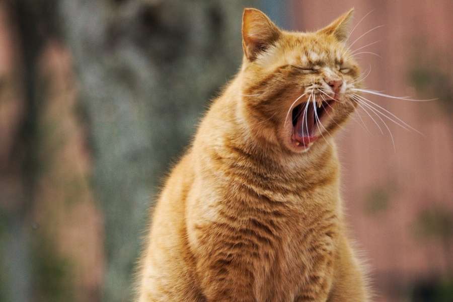cat with open mouth