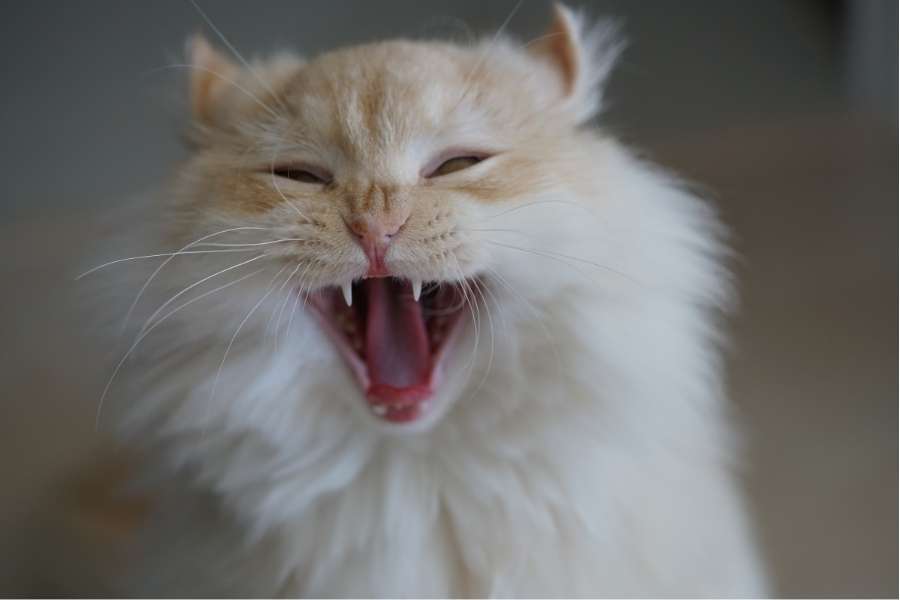 cat with open mouth