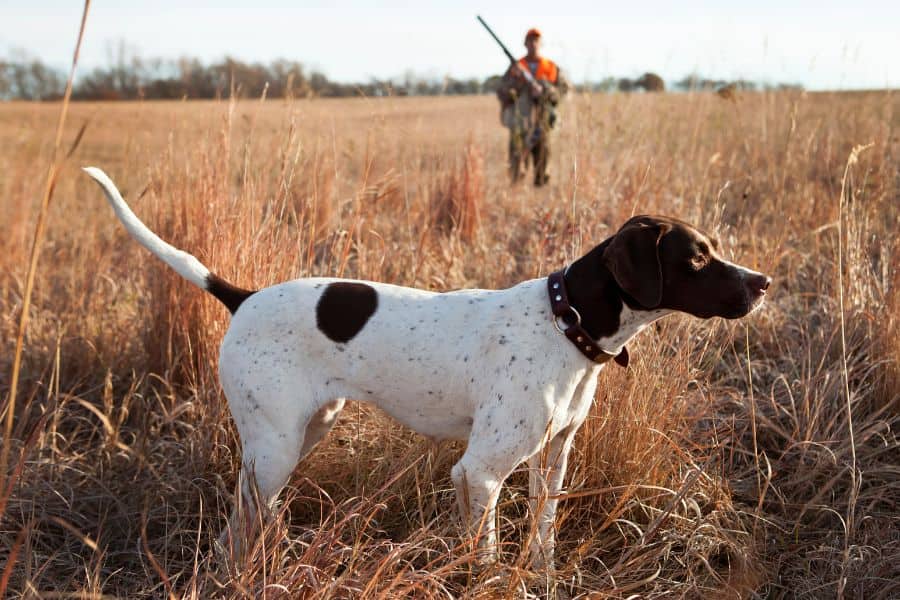 dry or wet food for hunting dog