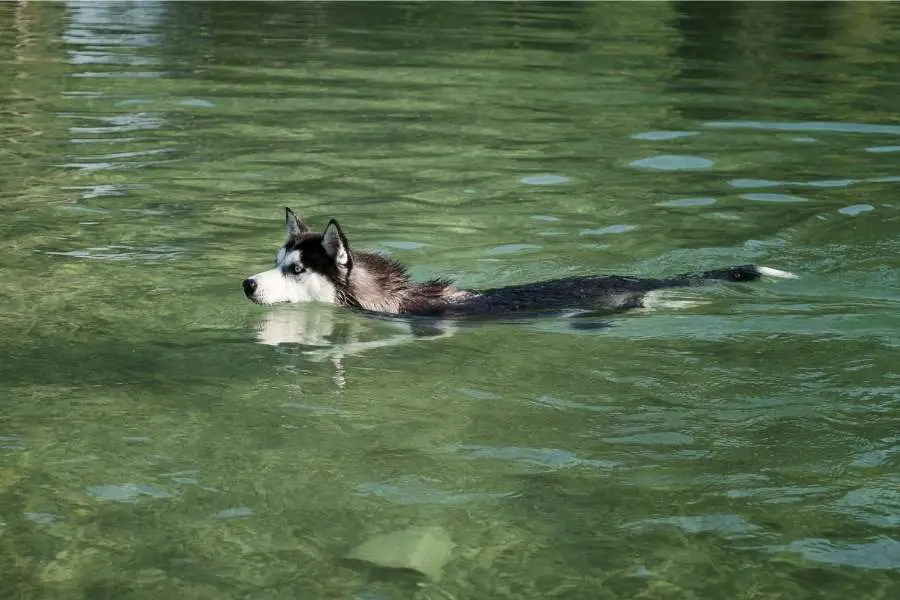 husky is swiming