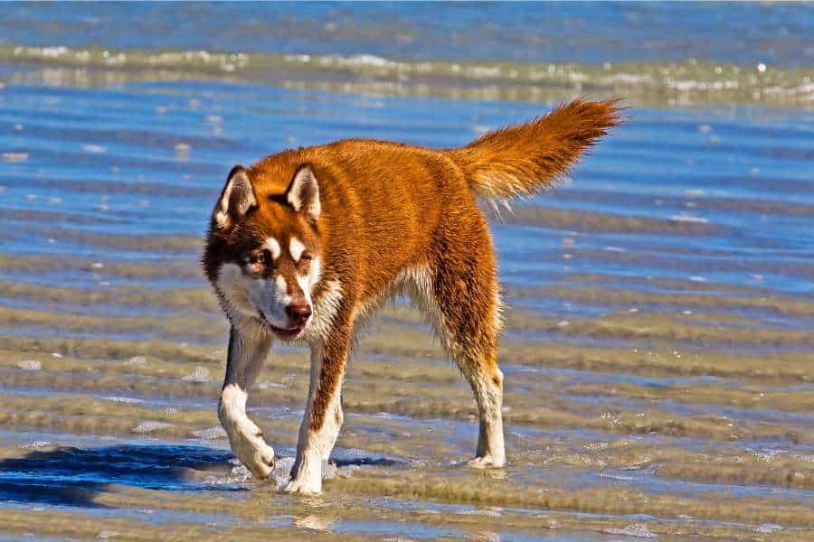 husky on beach