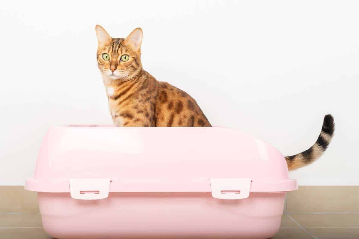 Best Litter For Asthmatic Cats 5 AsthmaFriendly Options