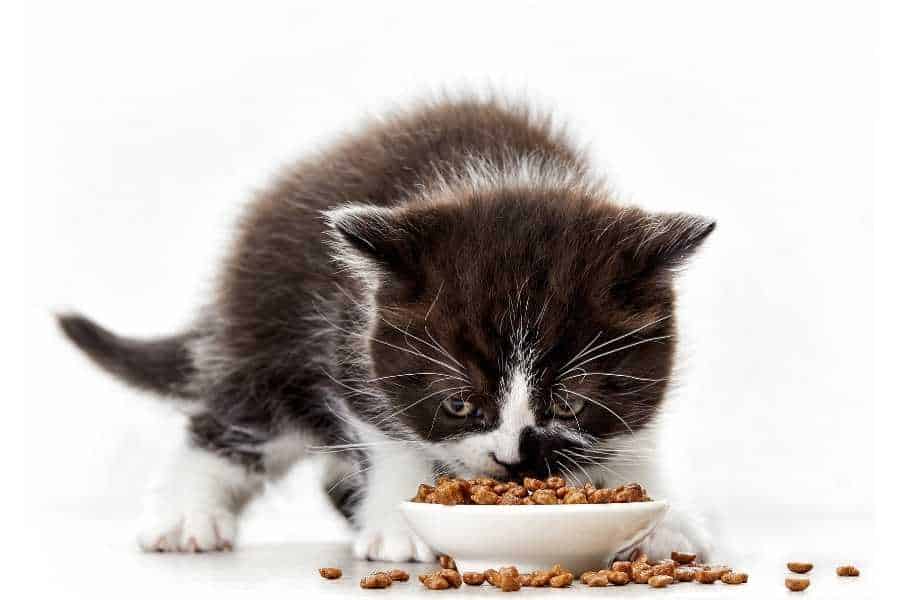 tips for homemade cat food