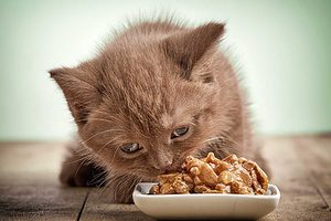 switch kitten to cat food
