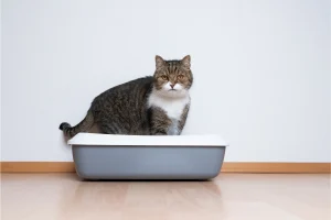 best non prescription cat food for urinary crystals
