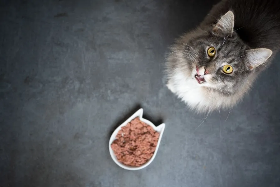cat eat cat gravy