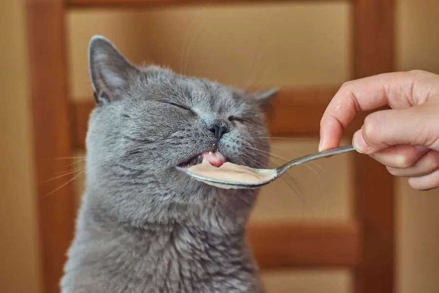 cat eats from spoon