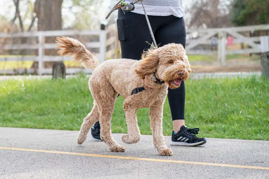 discipline a poodle